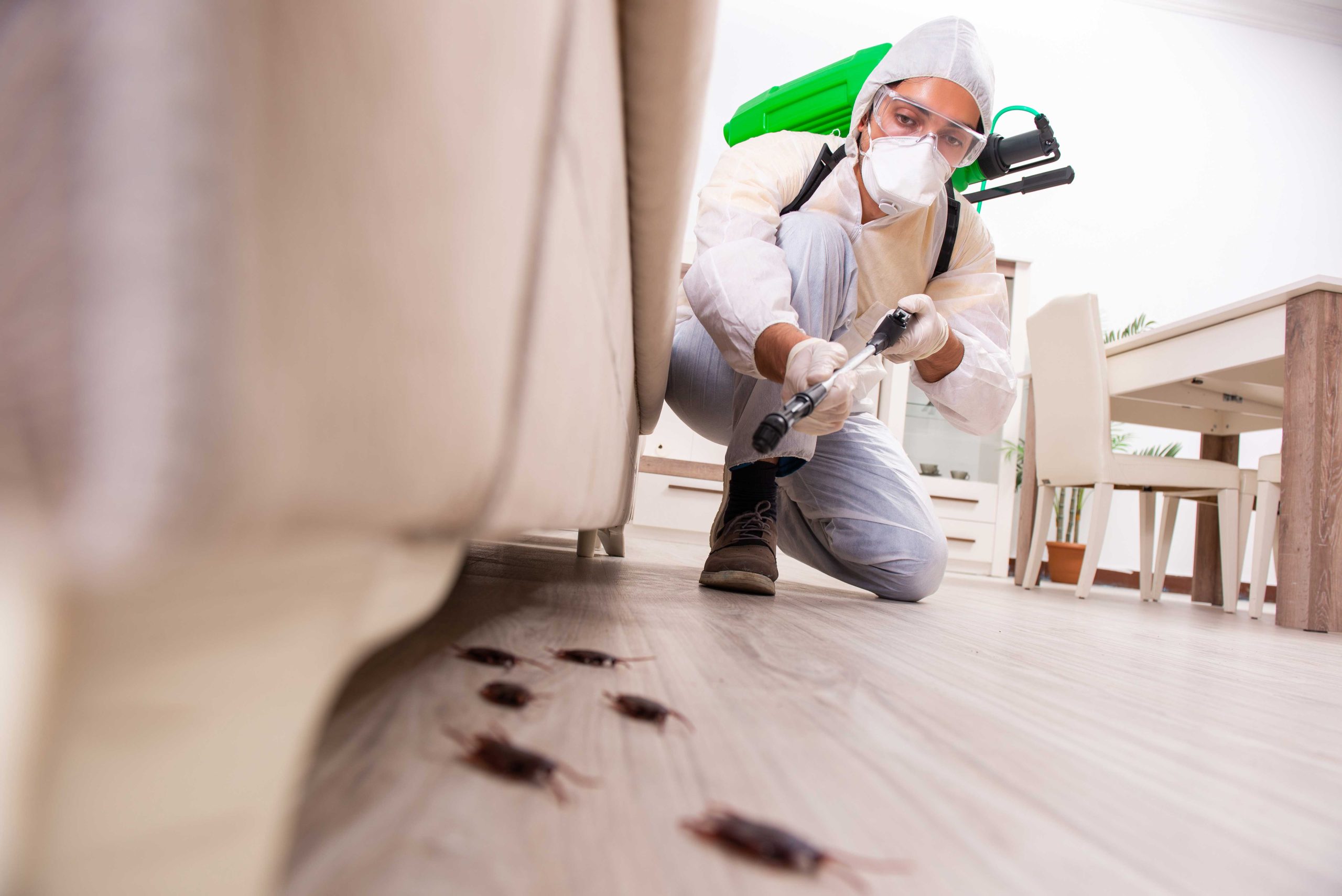 Pest-Control experts in Cary specializing in prevention and eradication of various pests. Don't let pests damage your property and endanger your health.